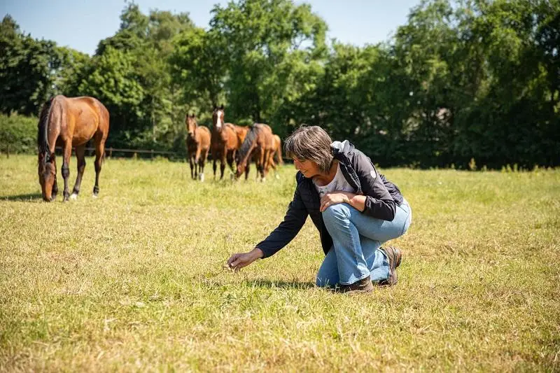 compleet-voeradvies-op-maat-voor-paard-door-anneke-hallebeek