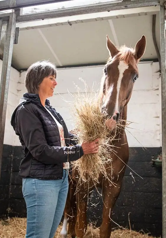 paard-ruwvoer-geven