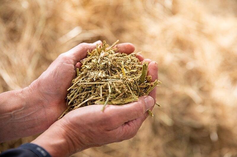 rantsoenbegeleiding-van-paard-door-deskundige (1)